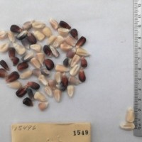 CIMMYTMA 1549 - Reference Inventory.jpg