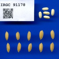 IRGC 91178 Seed Photo