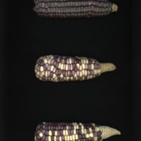 CIMMYTMA 18883 NAYA 46 AF23A-0903-164 E1.jpg