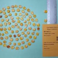 CIMMYTMA 21891.jpg