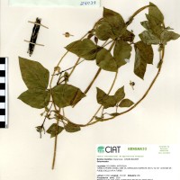 24039 herbarium