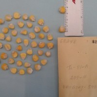 CIMMYTMA 6224 - Reference Inventory.jpg