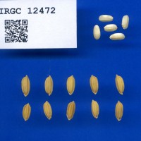 IRGC 12472 Seed Photo