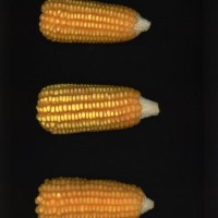 CIMMYTMA 2412 CUBA 150 AF21A 0903 52 E11340 _compress.jpg