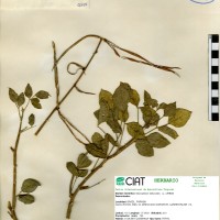 4355 herbarium