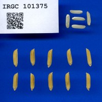 IRGC 101375 Seed Photo