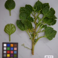 CIP 201013 Herbarium