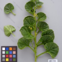 CIP 201155 Herbarium