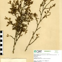 1020 herbarium