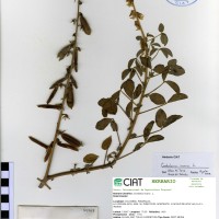 21768 herbarium