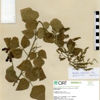 21267 herbarium