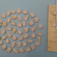 CIMMYTMA 5511 - Reference Inventory.jpg