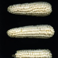 CIMMYTMA 8571 MEXI 577 BA23U-2903-33 E.jpg