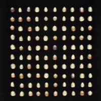 CIMMYTMA 5333 MICH 99 AF23A-0903-223 K.jpg