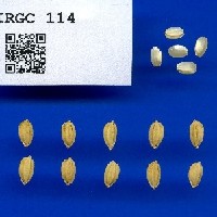 IRGC 114 Seed Photo