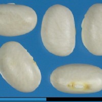 G20322 seed.jpg