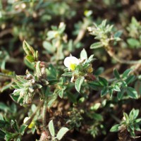 Stylosanthes fruticosa 558 foliage.JPG