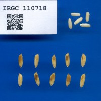 IRGC 110718 Seed Photo
