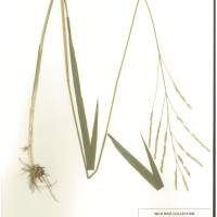 IRGC 101077 Herbarium