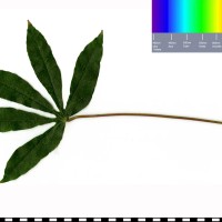 PER492 leaf
