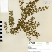 21500 herbarium