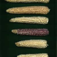 CIMMYTMA 16992 ECUA 756 TC19U-2903-7 C0 _Ready.jpg