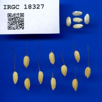 IRGC 18327 Seed Photo
