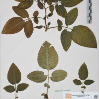 CIP 760434_HHA 6526a_01.jpg