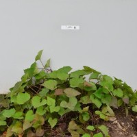 CIP 400516 (plant).jpg