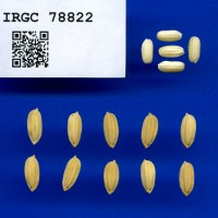 IRGC 78822 Seed Photo