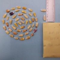 CIMMYTMA 7678 - Reference inventory.jpg