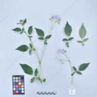 CIP 761590_OCH 13350_chl_H_2024.jpg