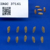 IRGC 37161 Seed Photo