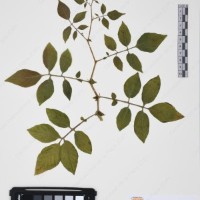 CIP 761395_OCH 12016_07.jpg