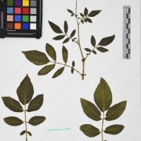 CIP 760434_HHA 6526a_02.jpg