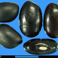 G50605D seed.jpg
