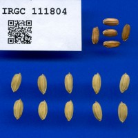 IRGC 111804 Seed Photo