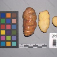 CIP 203044 Tuber