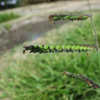 Urochloa decumbens 14691-flower2.JPG