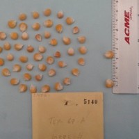 CIMMYTMA 5140 - Reference Inventory.jpg