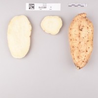 CIP 401316 (root).jpg