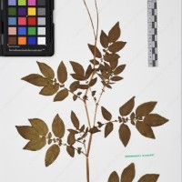 CIP 760029_OCH S81_01.jpg