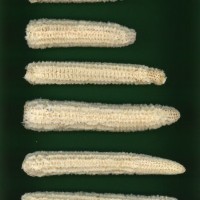 CIMMYTMA 2138 COLI 21 PV22A-1903-146 C3830 _compress.jpg