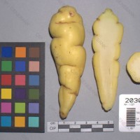 CIP 203063 Tuber