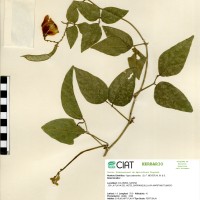 24196 herbarium