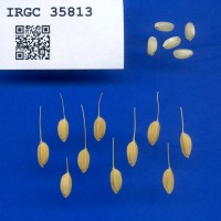 IRGC 35813 Seed Photo