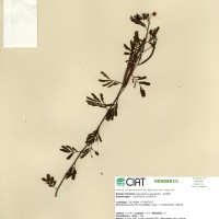 20076 herbarium