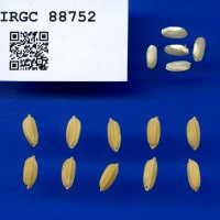 IRGC 88752 Seed Photo