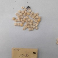 CIMMYTMA 229 - Reference Inventory.jpg