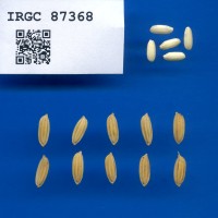 IRGC 87368 Seed Photo